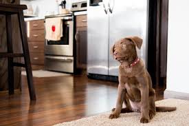 Check spelling or type a new query. Learn How To Stop A Dog From Marking Training Tips From Dogids