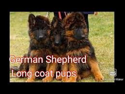 German shepherd / husky puppies $1,500 (hvn > cheshire) pic hide this posting restore restore this posting German Shepherd Puppies For Sale In Pa 07 2021