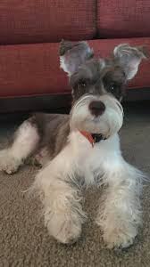 Black And White Parti Mini Schnauzer Pin De Kim Barker En My Beautiful 6 Month Old Liver Pepper Parti Miniature Schnauzer Perros Schnauzer Perros Snauzer Perros Schnauzer Bebes