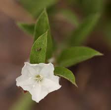 Image result for Seddera