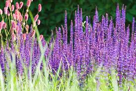 Having fresh flowers in your home every day is one of life's many pleasures. How To Grow And Fertilize Perennials
