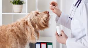 Which Over The Counter Medications Are Safe Unsafe For Dogs Pet Meds Benadryl For Dogs Dosage Meds For Dogs