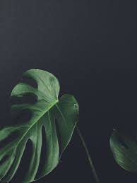 خلفيات طبيعة nature عالية الوضوح monstera ورق أوراق شجر 28 plants green plants planting flowers