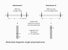 Restriction fragment length polymorphism is a technique that exploits variation in homologous dna sequences. Restriction Fragment Length Polymorphisms Restriction Fragment Length Polymorphism Fragments Length