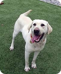 Epingle Par Julia Zermati Sur Dog Golden Labrador Et Silver