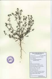 Image result for Vahliaceae