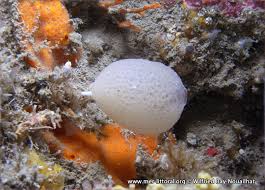 Image result for Fuirena claviseta