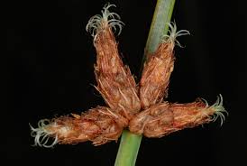 Image result for Schoenoplectus sp.no.3