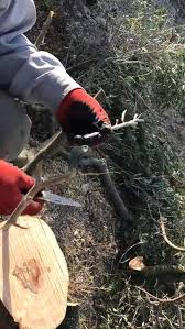 Tarim Ilanlari Zeytin Agaci Kalem Asisi Nasil Yapilir Ayrintili Anlatim Facebook