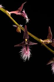 Image result for Bulbophyllum saltatorium