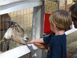 Farm animals for any occasion or event. Top 10 Best Petting Zoos In Manchester Nh