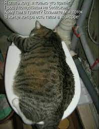 pin by ann udovichenko on cats dogs funny dog pictures funny cute cats funny cats