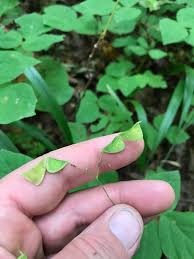 Image result for Hylodesmum