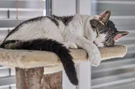 How many hours do cats sleep a day? How Long Should Cats Sleep For