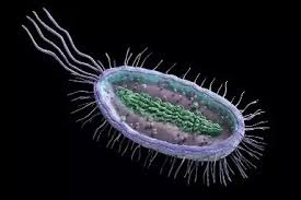 Thus without a nucleus, an animal cell or eukaryotic cell will die. Name A Cell That Does Not Have A Nucleus What Are They Called Quora