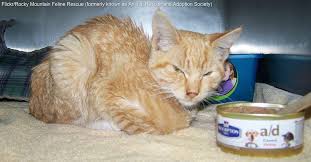 These 10 Signs May Mean A Serious Health Issue In Cats Diabetestest Pet Health Cats Pet Health Record