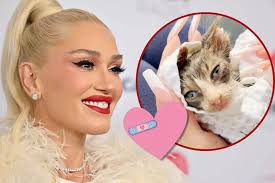 Gwen Stefani Nursed Stray Cat Back to Health, Now He's a Shelton