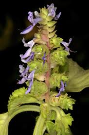 Image result for Aeollanthus myrianthus