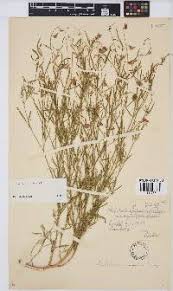Image result for Crotalaria heidmannii