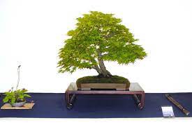 The japanese maple bonsai, or acer palmatum, is native to japan, as well as belongs to the huge family of aceraceae, which share common features with a lot of various other maple varieties around the world. Japanese Maple Bonsai Care Bonsaischule Wenddorf