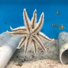 We also offer tank maintenance and tank sitting services. How Neat Is This Sand Sifting Starfish Saltwater Marine Saltwateraquarium Reeftank Saltlife Pet Pets Petstore Petshop Petfriendly Local Thinklocal