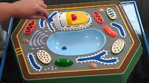 Check spelling or type a new query. Plant Cell Structure Youtube
