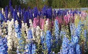 Delphinium Pacific Giant Flower Quotes Best Flower Wallpaper