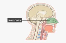 The nasal cavity forms part of the aerodigestive tract. Midsagittal View Of The Nasal Cavity With The Label Bipolar Neurons In Nose Free Transparent Clipart Clipartkey