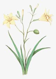 Download Yellow Lily In Vintage Style For Free In 2020 Flower Illustration Red Lily Flower Lily Flower