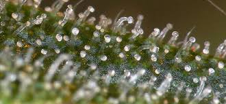 Trichomes Terpenes Terpenoids Guide To What They Are And