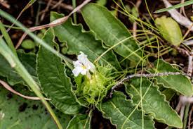 Image result for Antherotoma debilis