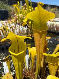 Image result for Rotheca aurantiaca