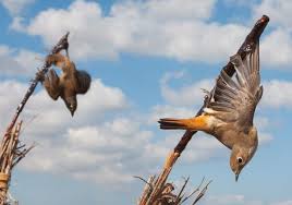 Why Do Birds Fly South For The Winter Biology Massive Bird Slaughter Around The Mediterranean Shocking Photos Focusing On Wildlife Bird Migration Conservation Biology Birds