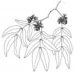 Image result for Brachystegia manga