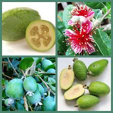 C Est La Saison Du Feijoa Excellent Fruit Riche En Vitamine C Gout Entre La Poire Et L Ananas Il Est Meconnu Dans Notre Region Pou Vegetables Radish Food