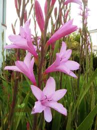 Image result for Watsonia borbonica