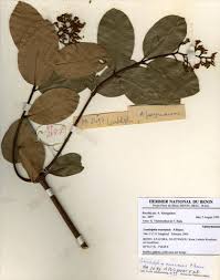 Image result for Landolphia owariensis