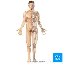 Anatomy pictures shows muscles and bones. Musculoskeletal System Main Bones Joints Muscles Kenhub