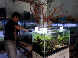 Akuarium lebih fokus pada ikan hias, dan untuk hiasan biasanya menggunakan batuan, patung aquascape tetap indah meski tanpa ikan maupun tanpa ikan. Infopublik Ukm Bekasi Kembangkan Ekosistem Buatan Aquarium Menjadi Aquascape