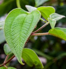 Image result for Acalypha fruticosa