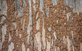 If you've tackled a termite problem before and it has left you tired, here are 9 termite control tips to keep your house termite free. Signs Of Termites Invading Your Home Cabal Inspection Services