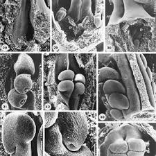 Image result for Montinia