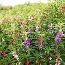 Image result for Impatiens keilii