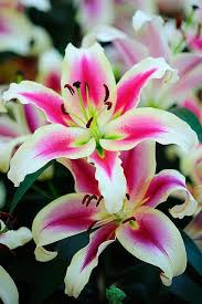 All Lilies Have A Different Meaning Of Definition By Color And Type And Can Get Quite Confusing If You Do Not Und Beautiful Flowers Lily Flower Amazing Flowers