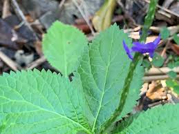 Image result for Stachytarpheta urticifolia