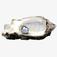 اللؤلؤ و المحار rings for men pearls jewelry