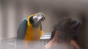 Exotic animal clinic near me. Exotic Animals Vet In Avon Lake Avon Lake Animal Clinic