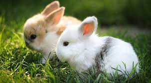 Maybe you would like to learn more about one of these? Brown And White Rabbit Hd Wallpapers Free Download Wallpaperbetter