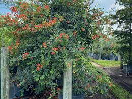 Image result for Bauhinia galpinii