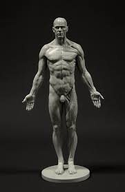 Those of us familiar with the male anatomy know he's not at rest. there's some rigidity there. Male Anatomy Figure 11 Inch Anatomical Reference For Artists Grey Amazon De Kuche Haushalt